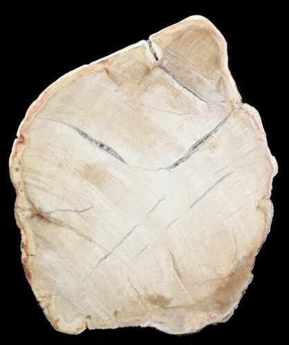 Petrified Wood (Araucaria) Slice - Madagascar #41389